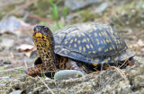 Eastern Box Turtle - Terrapene carolina