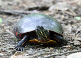 Painted Turtle - Chrysemys picta