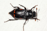 Nicrophorus pustulatus