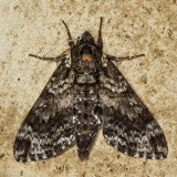 7784 - Pawpaw Sphinx - Dolba hyloeus