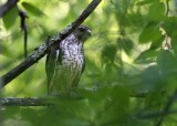 immature Broad-winged Hawk - Buteo platypterus