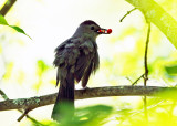 Gray Catbird - Dumetella carolinensis