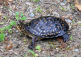 Blanding's Turtle - Emydoidea blandingii
