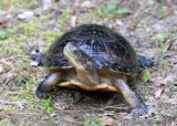 Blanding's Turtle - Emydoidea blandingii