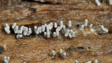 Arcyria cinerea (slime mold)