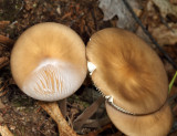 Xeruloid Mushrooms