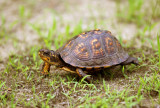 Eastern Box Turtle - Terrapene carolina