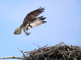 Osprey - Pandion haliaetus