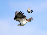 Osprey - Pandion haliaetus