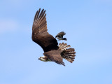 Osprey - Pandion haliaetus
