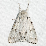 9205 - Cottonwood Dagger - Acronicta lepusculina