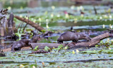 Northern River Otter - Lontra canadensis