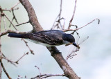 Eastern Kingbird - Tyrannus tyrannus (eating a dragonfly)