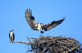 Osprey - Pandion haliaetus