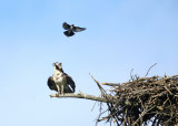 Osprey - Pandion haliaetus