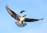 Osprey - Pandion haliaetus