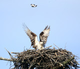 Osprey - Pandion haliaetus