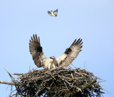 Osprey - Pandion haliaetus