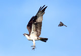 Osprey - Pandion haliaetus