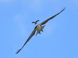 Osprey - Pandion haliaetus