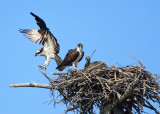 Osprey - Pandion haliaetus