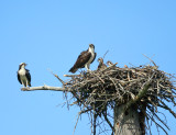 Osprey - Pandion haliaetus