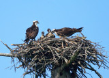 Osprey - Pandion haliaetus