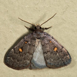 8329 - Orange-spotted Idia - Idia diminuendis