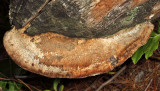 Daedalea quercina (Thick-maze Polypore)