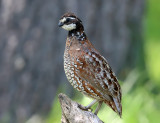 Northern Bobwhite - Colinus virginianus