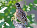 Northern Bobwhite - Colinus virginianus