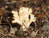 Jellied False Coral Fungus - Sebacina schweinitzii 