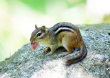 Eastern Chipmunk - Tamias striatus (eating a mushroom)