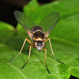 Ornate Snipe Fly - Chrysopilus ornatus