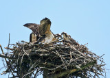 Osprey - Pandion haliaetus