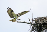 Osprey - Pandion haliaetus