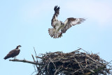 Osprey - Pandion haliaetus