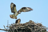 Osprey - Pandion haliaetus