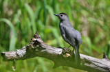 Gray Catbird - Dumetella carolinensis