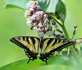 Eastern Tiger Swallowtail - Papilio glaucus