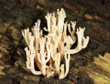 Artomyces pyxidatus