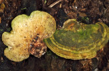 Trametes gibbosa