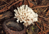 Tremellodendron schweinitzii