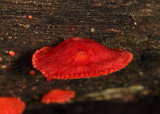Crepidotus cinnabarinus