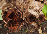 Coltricia cinnamonea