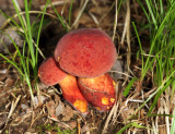 Boletus miniato-pallescens