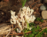 Artomyces pyxidatus