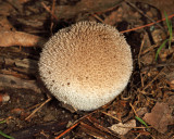 Peeling Puffball - Lycoperdon marginatum 