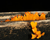 Calocera viscosa