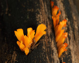 Calocera viscosa